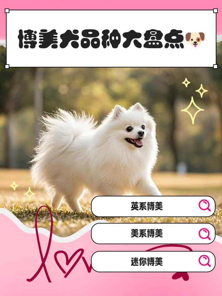 博美什么价格,博美狗狗的价格