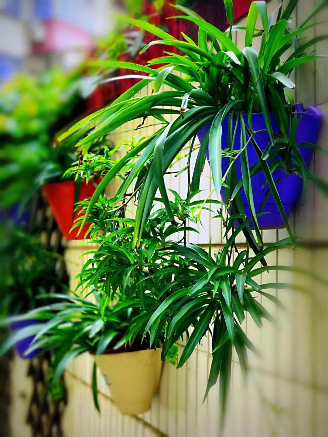 葱葱茏茏造句,葱葱茏茏造句短句