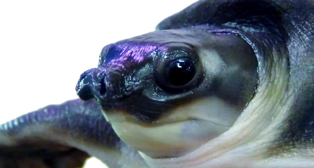 猪鼻龟最好养殖方法,猪鼻龟最好养殖方法视频