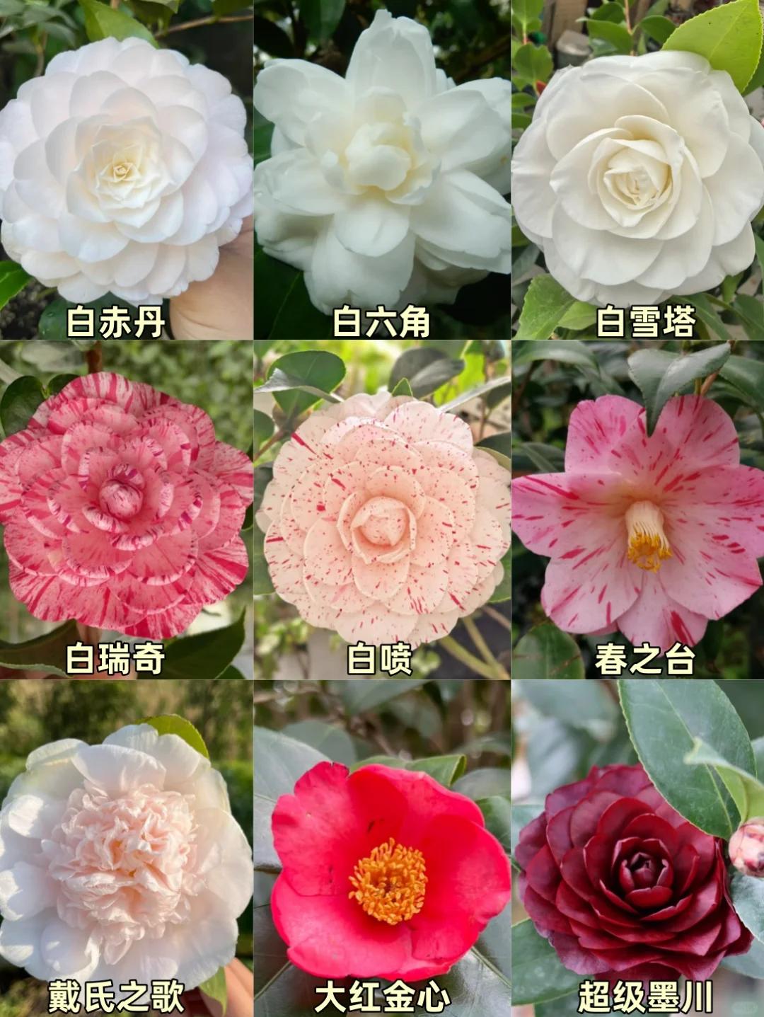 茶花花语,茶花花语寓意