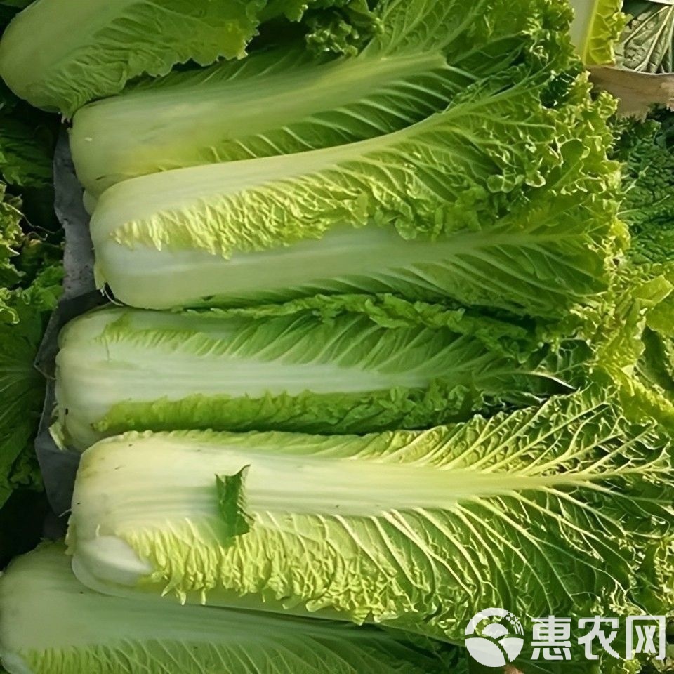 绿叶蔬菜有哪些品种,绿叶蔬菜有哪些品种图片及名称