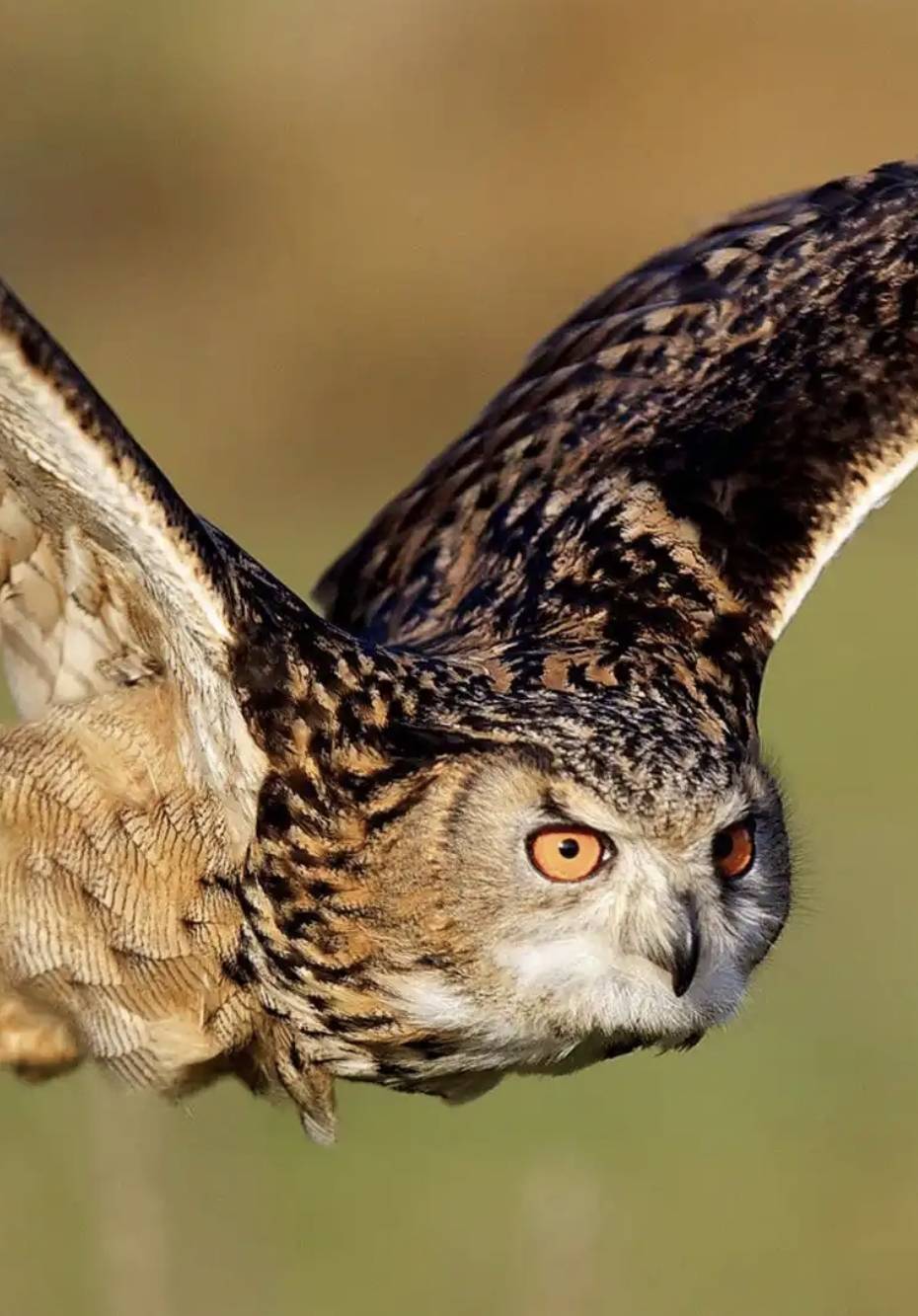 猫头鹰属于几级保护动物呢,猫头鹰是几级保护动物抓到交给谁