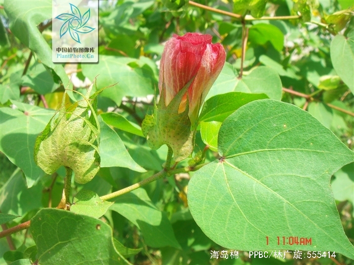 海岛棉是什么材质,长绒棉与海岛棉的区别