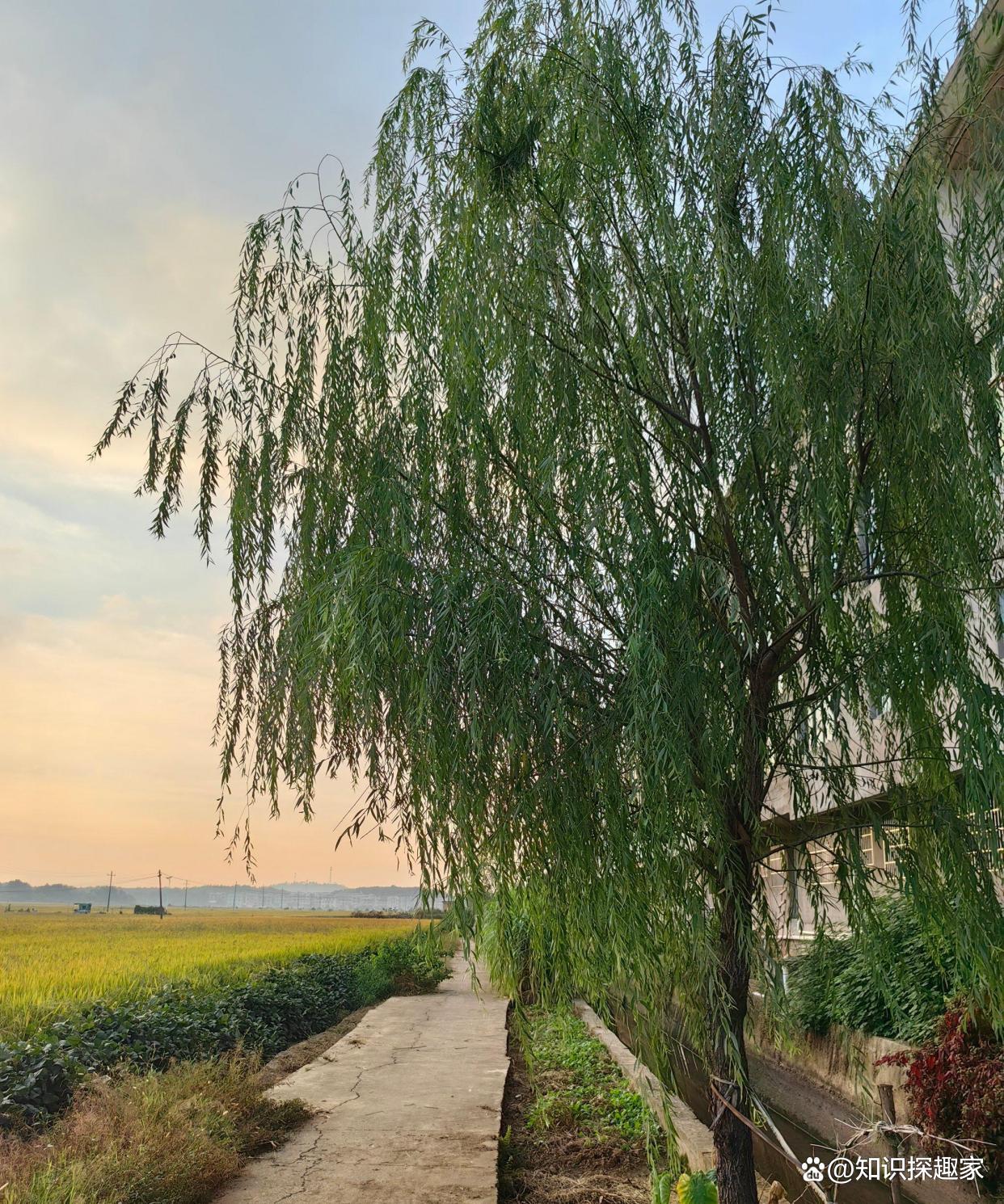 大柳树造句,村前一棵大柳树儿歌