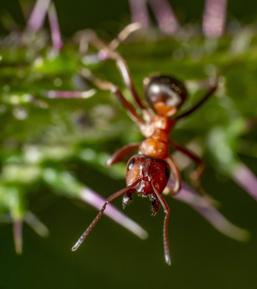 蚂蚁的资料,蚂蚁的资料简介简单