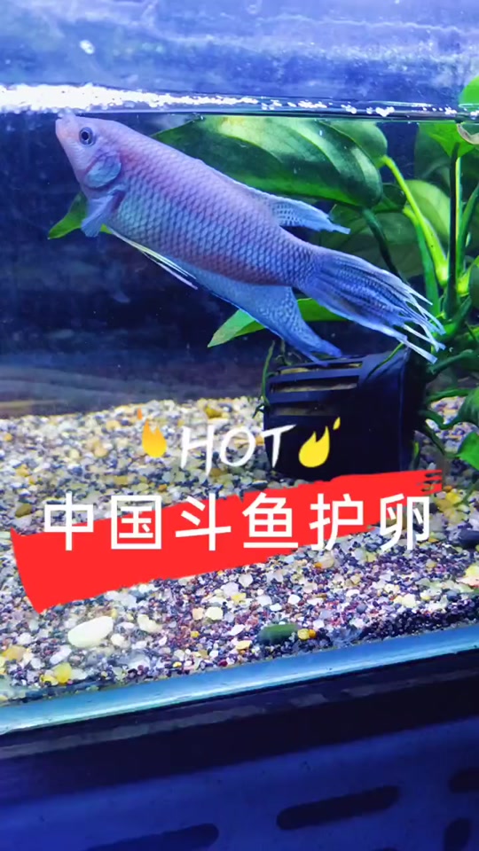 游龙是什么意思,峡谷游龙是什么意思