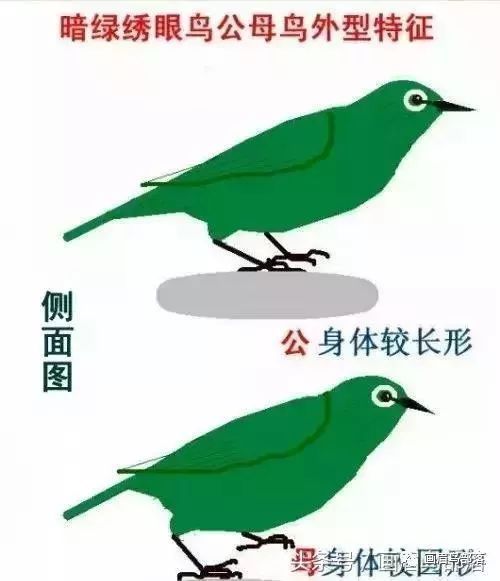 绣眼鸟介绍,绣眼鸟学名