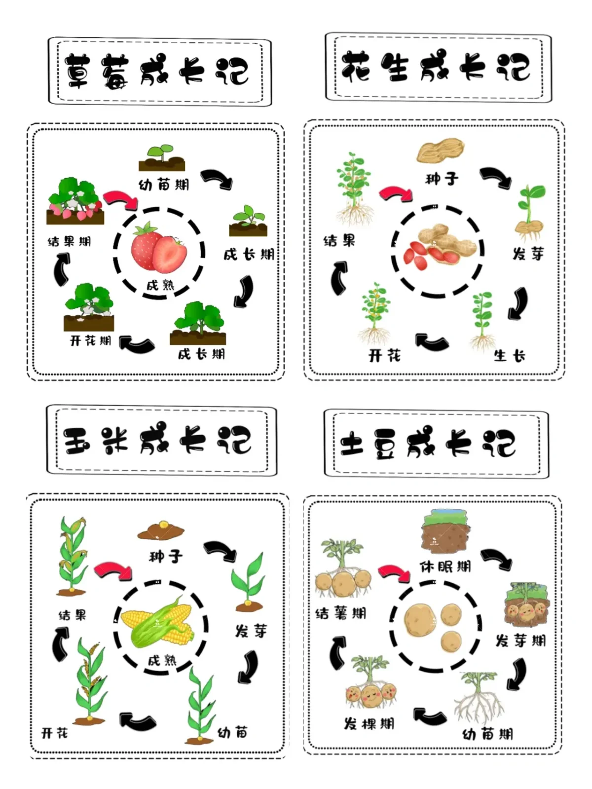种子的生长过程详细介绍,种子的生长过程详细介绍作文