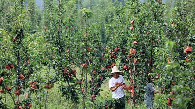 苹果树施肥最佳时间,苹果树施肥最佳时间和方法
