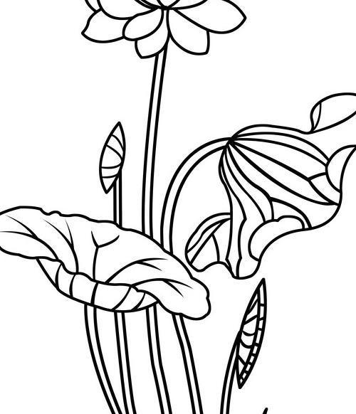 荷花的简笔画怎么画,荷花的简笔画怎么画?花瓣和叶子有什么技巧?