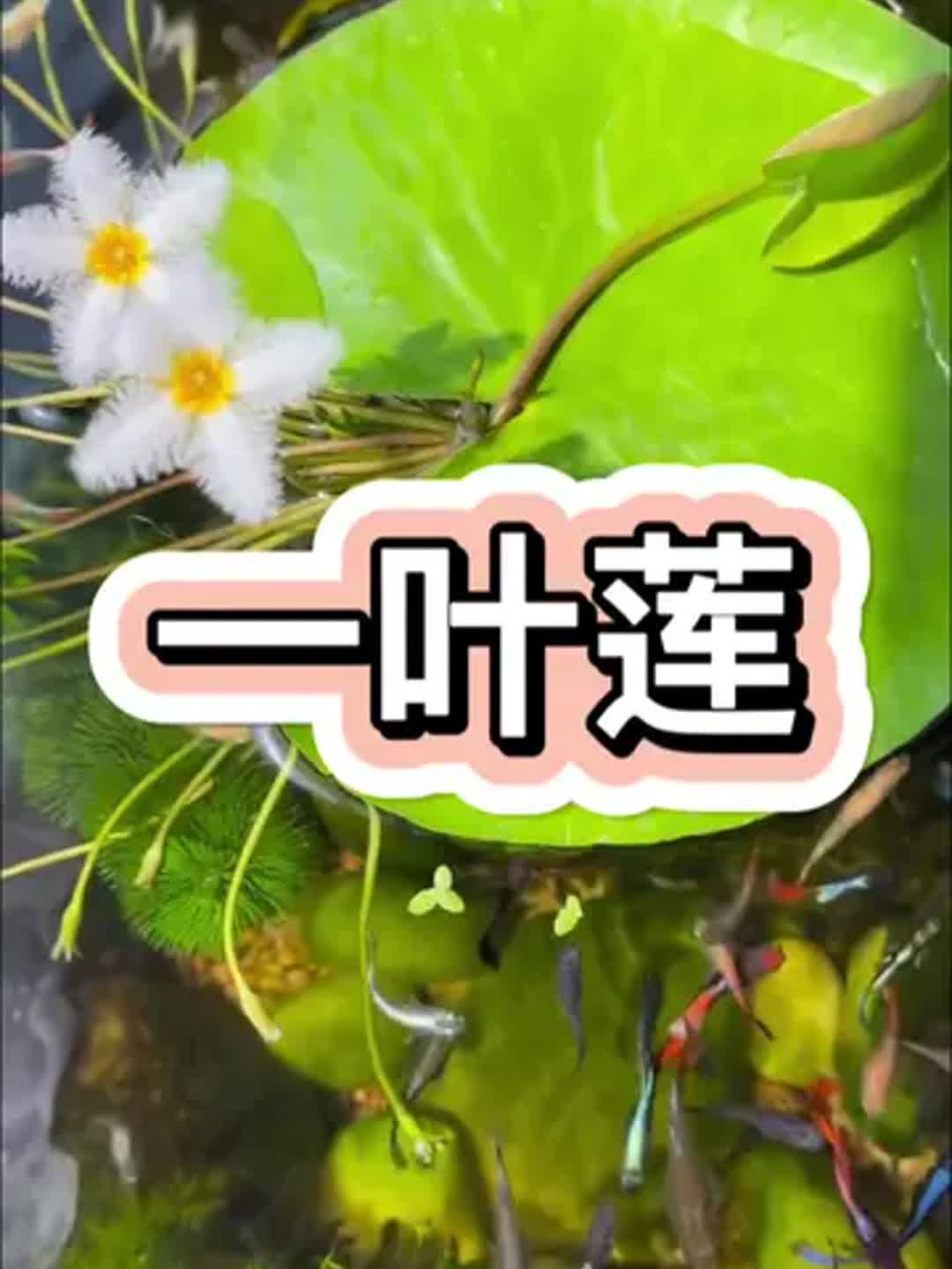 一叶莲水培怎么养,一叶莲不进宅的原因