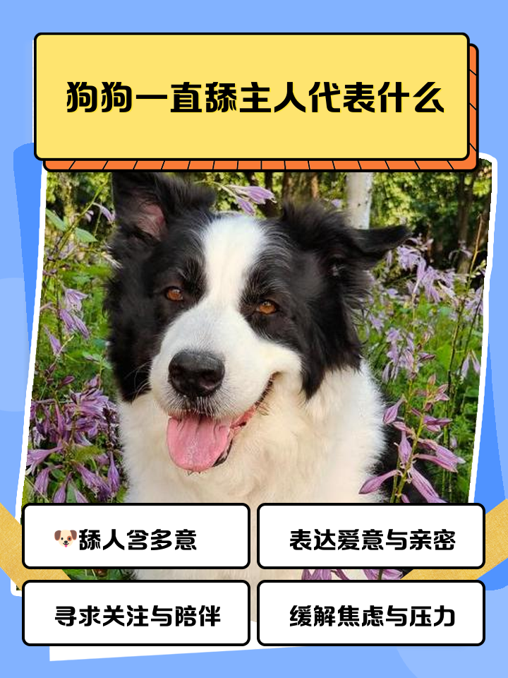 狗狗喜欢你的表现,狗狗喜欢你的表现有哪些