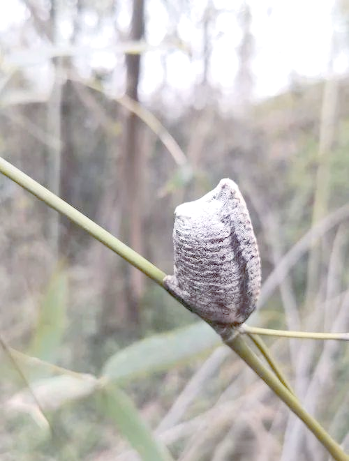 桑螵蛸的功效与食用方法,桑螵蛸的功效与作用及食用方法