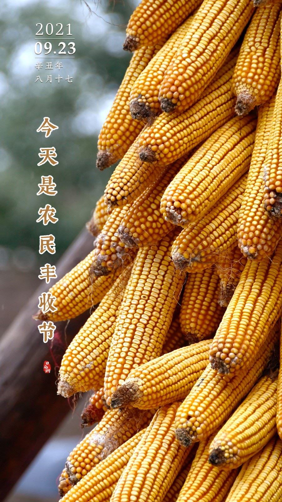 丰收节是几月几号,丰收节是几月几号?