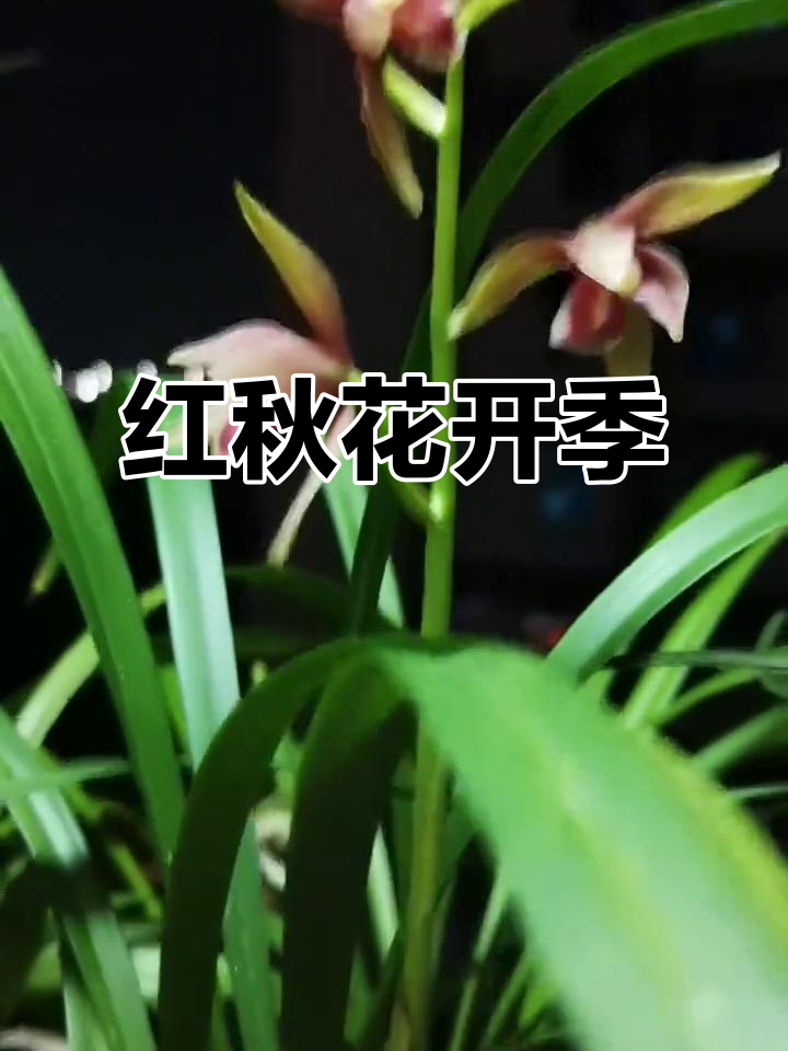 十月有什么花,北京植物园十月有什么花