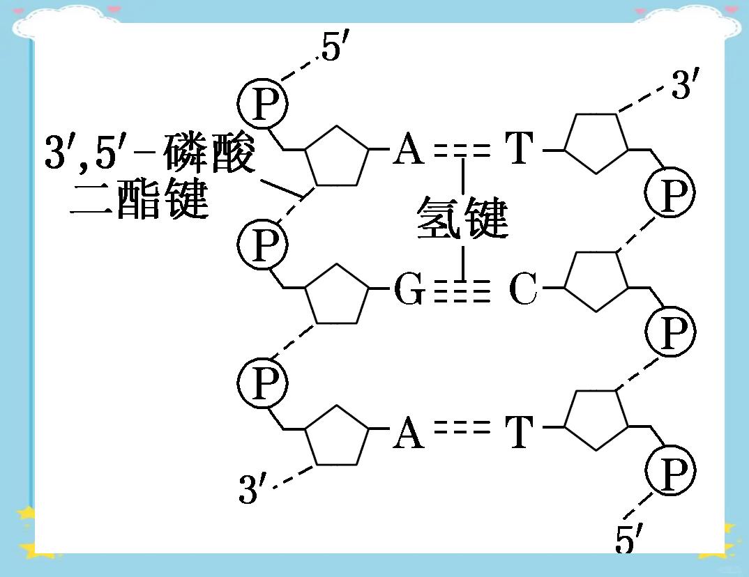 DNA的结构是,dna的结构是什么