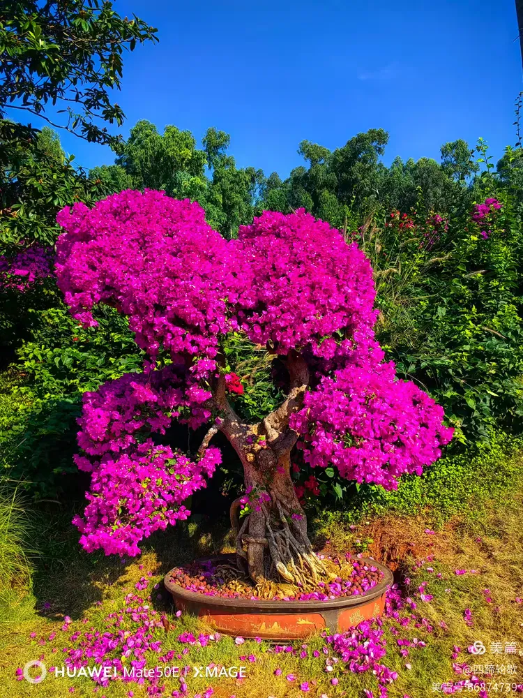 深圳市的市花是什么,深圳市的市花是什么?
