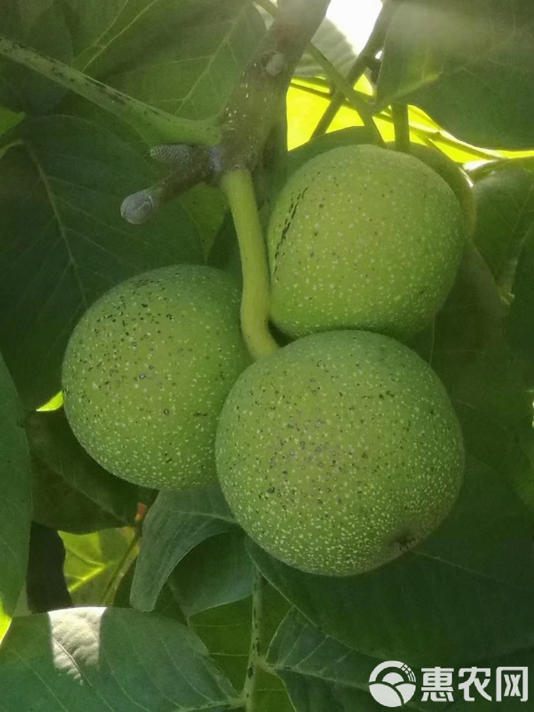 青核桃皮的功效与作用,青核桃皮的功效与作用是什么能延长性