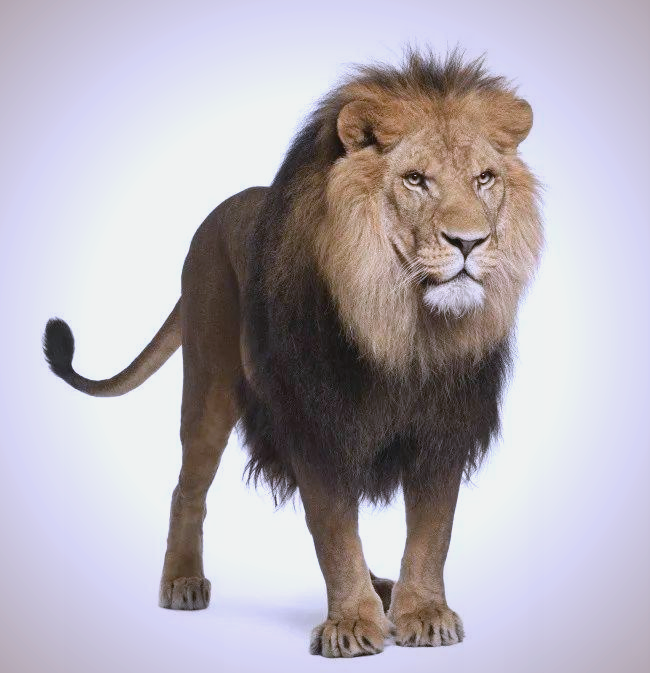 关于狮子的资料,关于狮子的资料英语