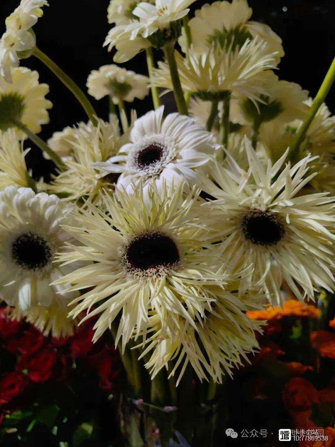 一月开花的有哪些花一月开花的花有什么,一月份开花的花