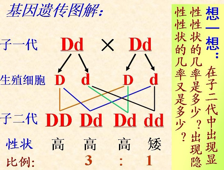 显性基因和隐性基因的解释,显性基因和隐性基因的解释是什么