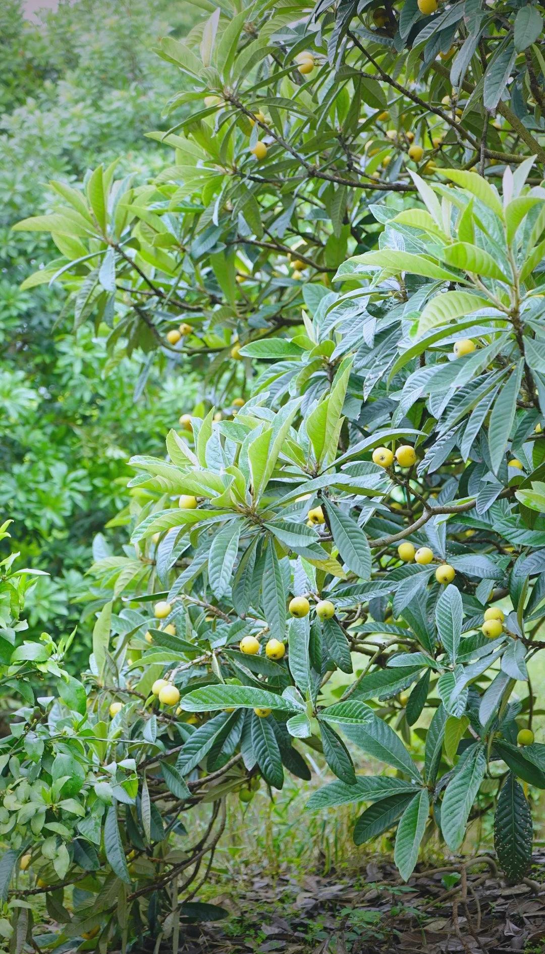 西山枇杷的及特点,西山枇杷上市时间
