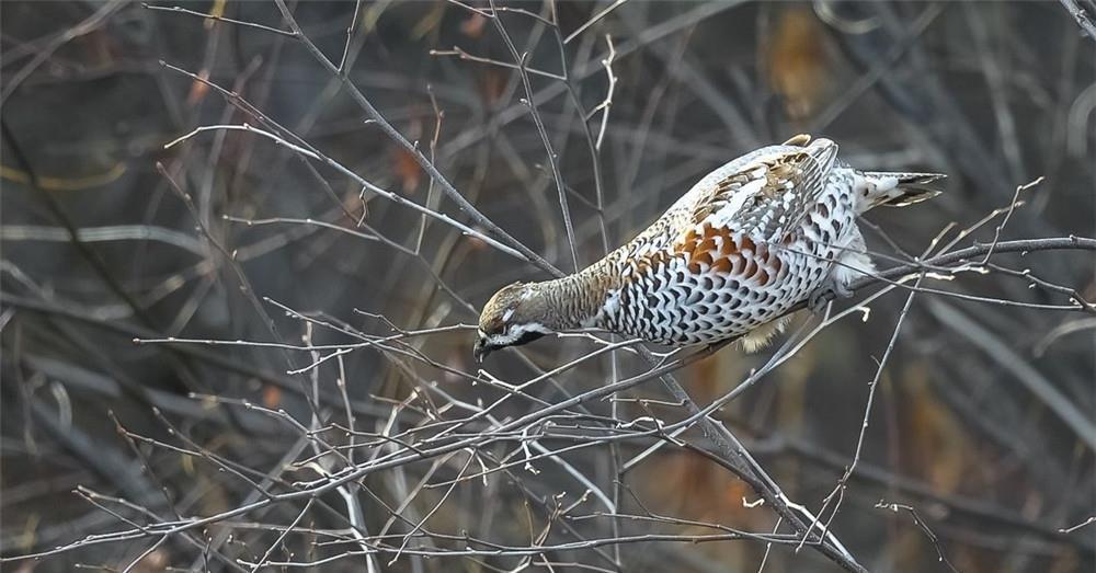 东北人说的飞龙是什么动物,东北人说的飞龙是什么动物图片