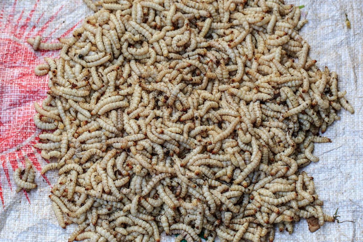 梦见蛆虫爬到身上,梦见蛆虫爬到身上是吉兆吗