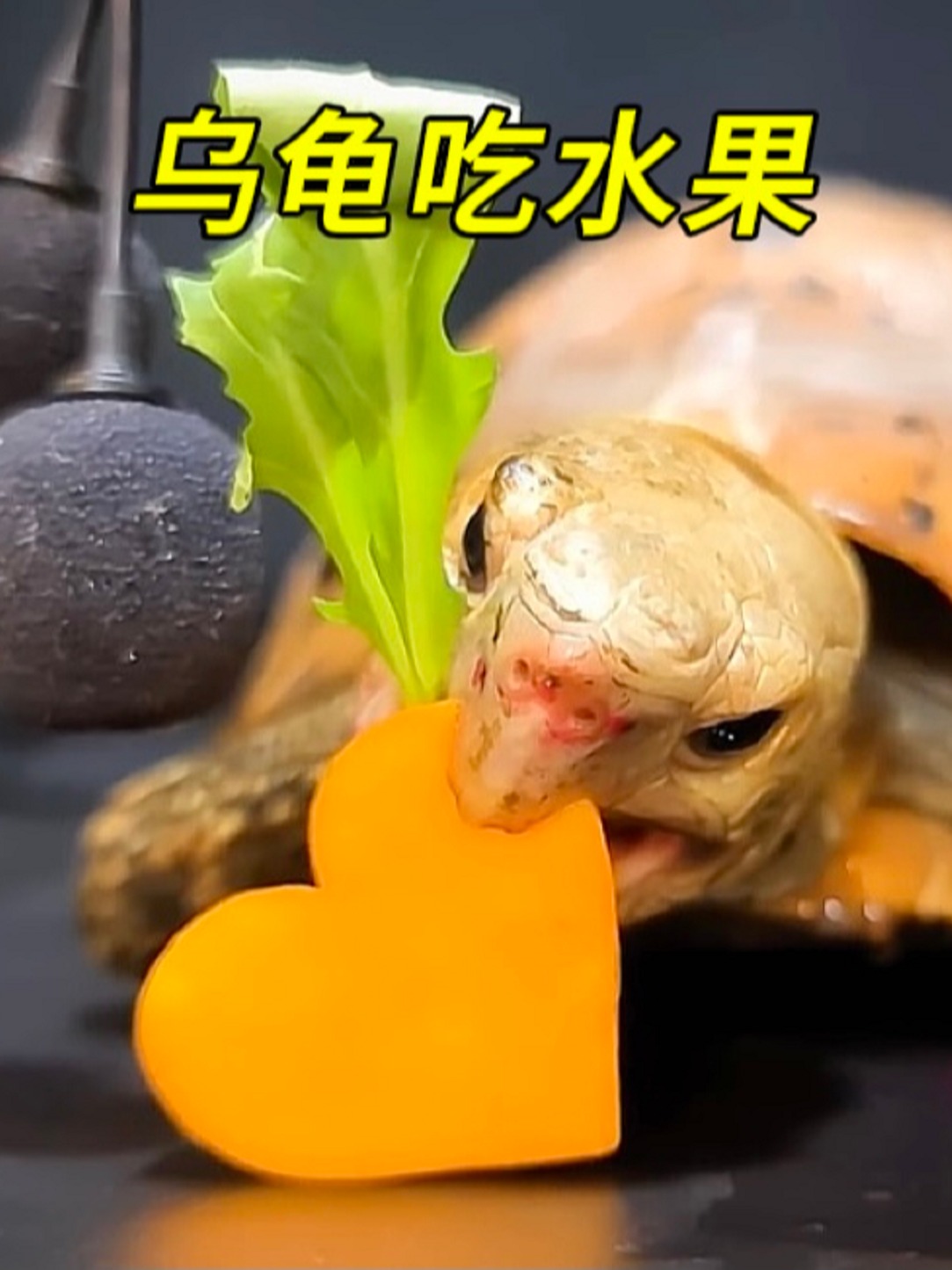 小乌龟吃什么东西最好,小乌龟吃什么东西最好养活