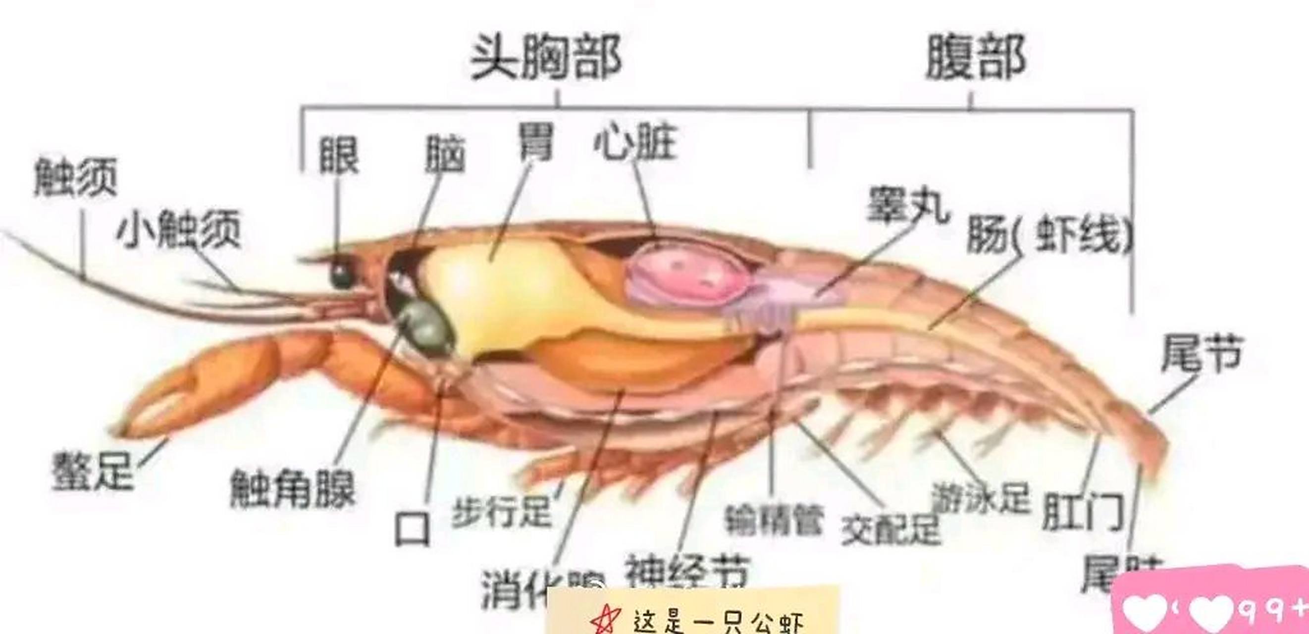 小龙虾哪里不能吃,小龙虾怎么做好吃