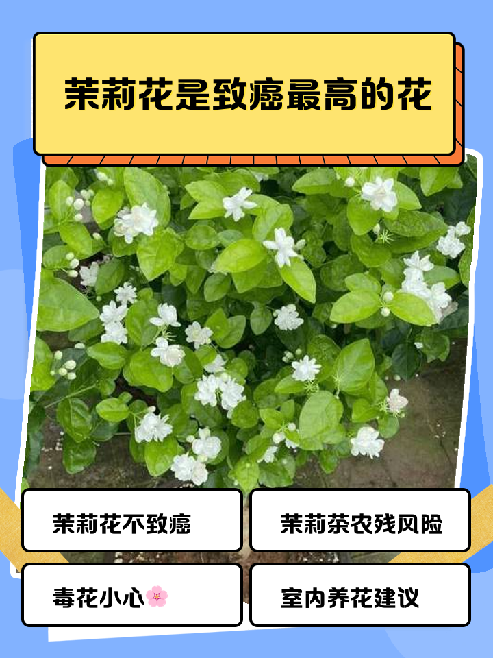 五种致癌花不能养,致癌植物有哪些家里不可以养大全