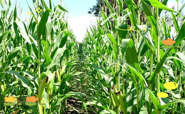 梦见在玉米地里是什么意思,梦见自己在成熟玉米地