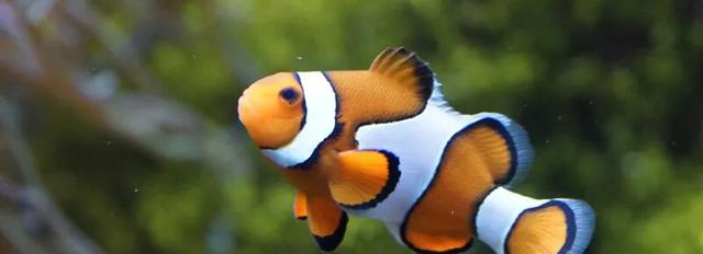 女人梦到鱼预示着什么意思,女人做梦梦到鱼是什么征兆