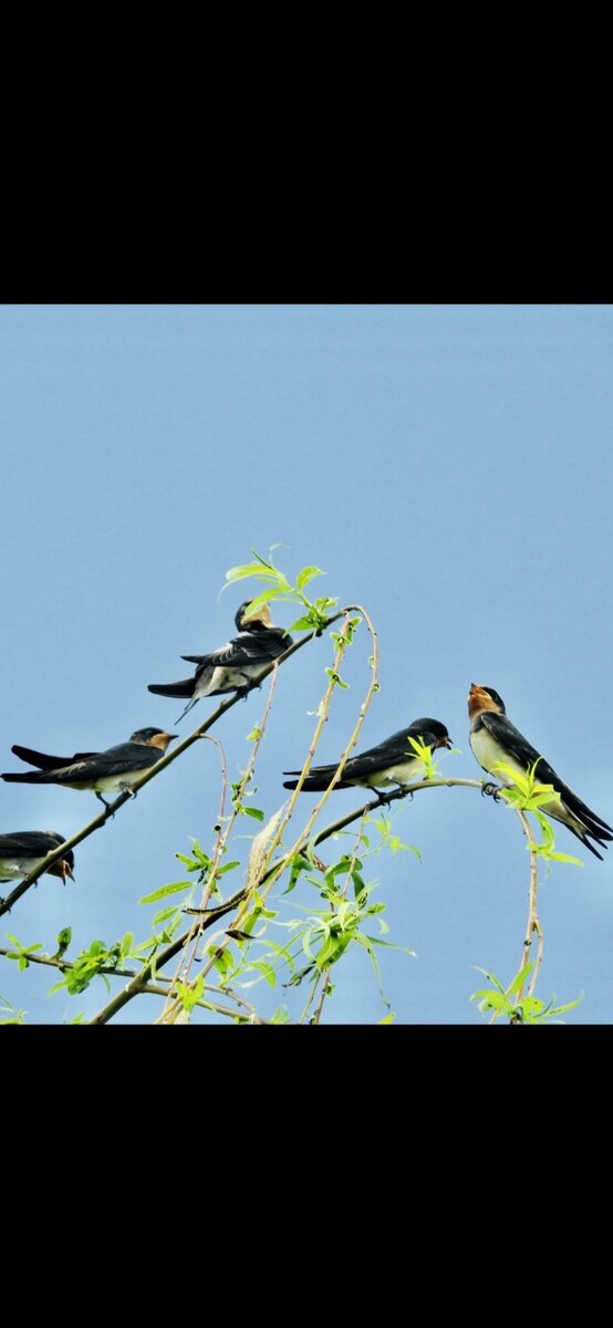 莺歌对燕舞是哪两种鸟,莺歌对燕舞中莺和什么相对