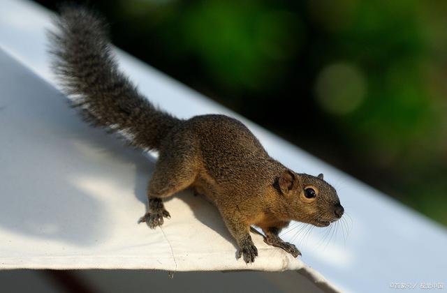 松鼠的尾巴特点简单介绍,松鼠尾巴特点是什么