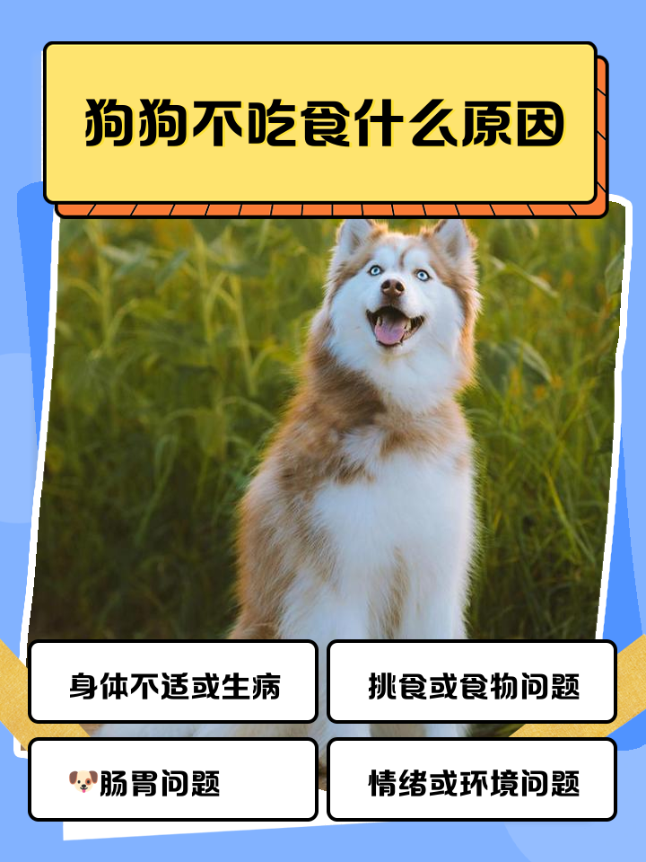 小狗不吃狗粮应该怎么办,狗吃了人的饭后不吃狗粮了