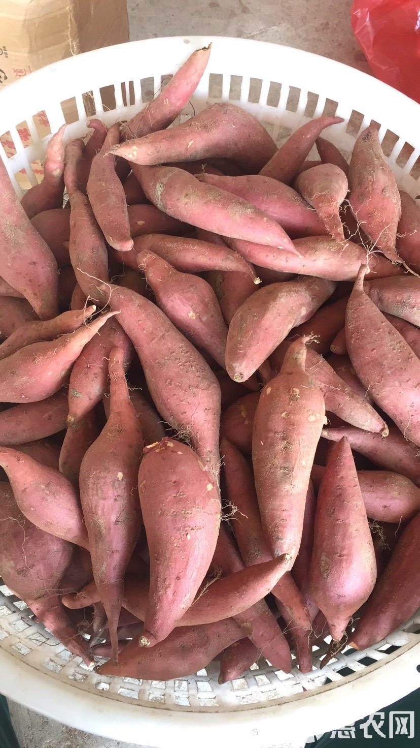 六鳌蜜薯的功效与作用,六鳌蜜薯的营养价值