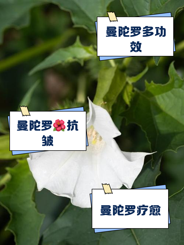 曼陀罗花的功效和作用是什么,曼陀罗花有什么药用价值治什么